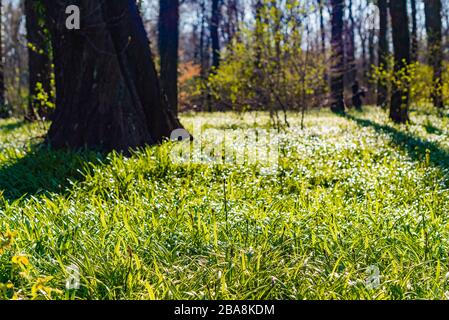 Le plancher forestier couvert de poireaux miracles, l'ail de l'ours de Berlin, Allium paradoxum, en allemand: Wunder-Lauch Banque D'Images