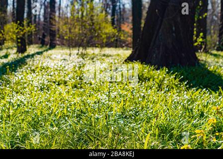 Le plancher forestier couvert de poireaux miracles, l'ail de l'ours de Berlin, Allium paradoxum, en allemand: Wunder-Lauch Banque D'Images