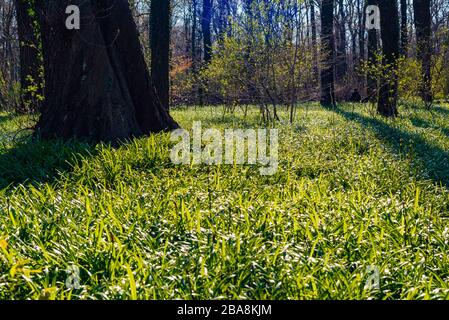 Le plancher forestier couvert de poireaux miracles, l'ail de l'ours de Berlin, Allium paradoxum, en allemand: Wunder-Lauch Banque D'Images