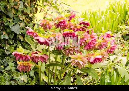 Un bel helleborus rose dusky qui pousse dans une partie ombragée d'un jardin anglais au début du printemps Banque D'Images