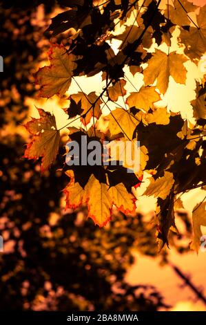 Feuilles d'érable d'automne éclairées à la lumière du soleil. Fond coloré d'automne. Mise au point douce, mise au point sélectionnée. Banque D'Images