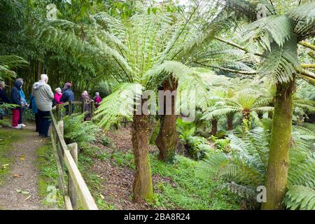 Les fougères arborescentes sont une caractéristique spéciale de ce jardin de vallée et attirent des groupes de visiteurs à Treidden près de Penzance Cornwall Angleterre Royaume-Uni Banque D'Images
