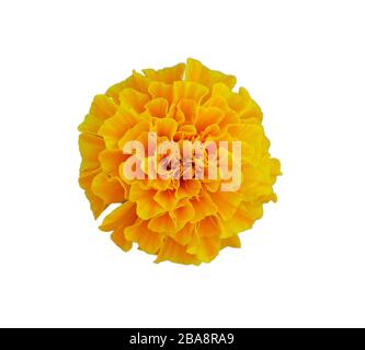 photo avant de la fleur de marigold jaune sur fond blanc isolé Banque D'Images