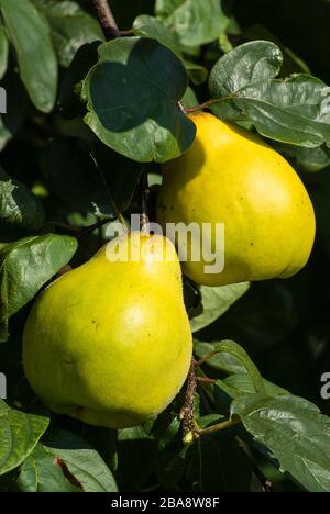 Fruits de coing richement aromatiques accrochés à l'arbre en attente de sélection pour une utilisation culinaire au Royaume-Uni Banque D'Images