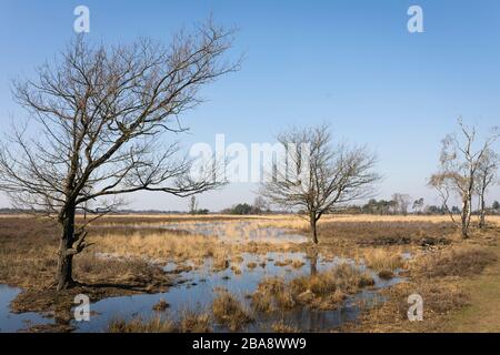 Il y a encore assez d'eau après deux années sèches au printemps 2020 dans la réserve naturelle "Trabrechtse Heide" aux Pays-Bas Banque D'Images