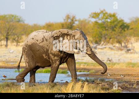 Afrikanischer Elefant, Loxodonta africana, l'éléphant, le bush africain l'Éléphant de savane d'Afrique, Éléphant de savane d'Afrique, afrika elefanto Banque D'Images