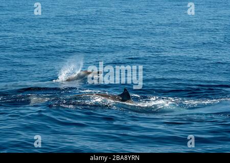 La baleine à bec d'oie ultra rare Ziphius cavirostris dolphin Banque D'Images