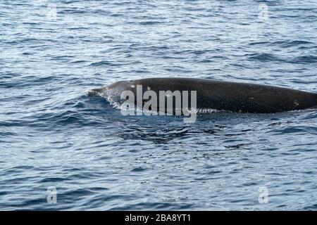La baleine à bec d'oie ultra rare Ziphius cavirostris dolphin Banque D'Images