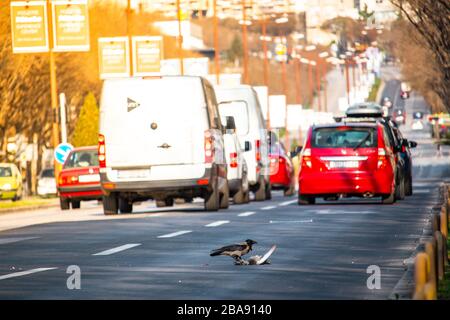 Raven mangeant un cadavre d'un oiseau de la chaussée, debout sur une rue publique animée. Centre ville de Split, Croatie. Scénario urbain étrange, environnement créepy Banque D'Images