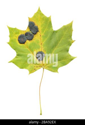 Feuille d'érable d'automne isolée sur blanc. Feuille d'érable d'automne infectée par le champignon de la tache de goudron. Rhytisma acerinum champignon sur Acer Banque D'Images