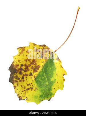 Lame de trempage à craqueler isolée sur blanc. Feuille de tremble d'automne Banque D'Images