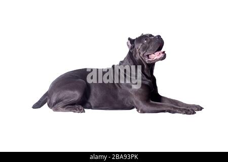 Canne corso ou mastiff italien isolé sur un fond blanc. Animaux de compagnie. Gros plan. Banque D'Images