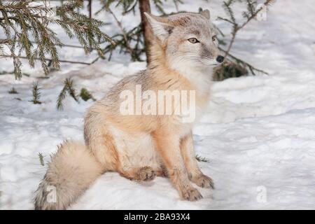 Le jeune renard de corsac est assis sur de la neige blanche. Animaux dans la faune. Animal avec fourrure douce et chaude. Banque D'Images