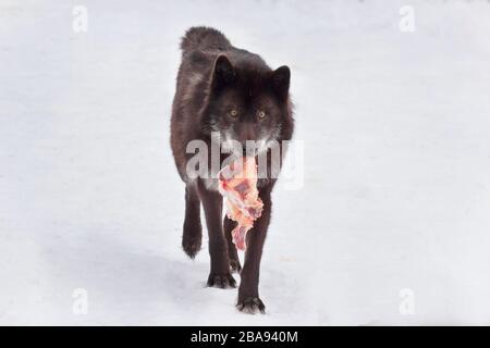 Le loup canadien noir sauvage est en train de courir avec un morceau de viande. Animaux dans la faune. Canis lupus pambasileus. Banque D'Images