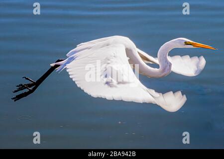 Grande Aigrette en vol Banque D'Images