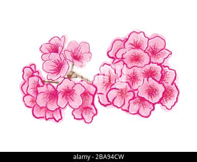 Cerisier Blossom, Sakura japonais, cerisier fleuri, magnolia ou amande. Fleurs sauvages avec feuilles. Sur fond blanc. Banque D'Images