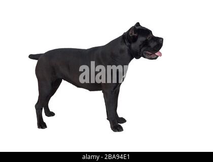 Canne corso italiano isolée sur un fond blanc. Mastiff italien ou chien corso italien. Animaux de compagnie. Gros plan. Banque D'Images