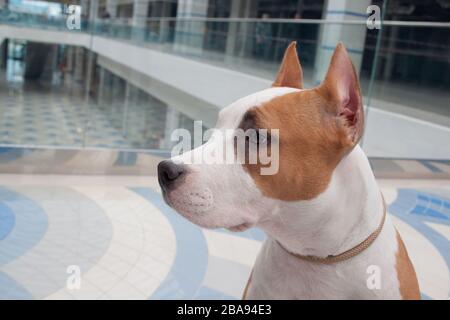 Chiot mignon de terrier du staffordshire américain. Gros plan. Animaux de compagnie. Six mois. Banque D'Images