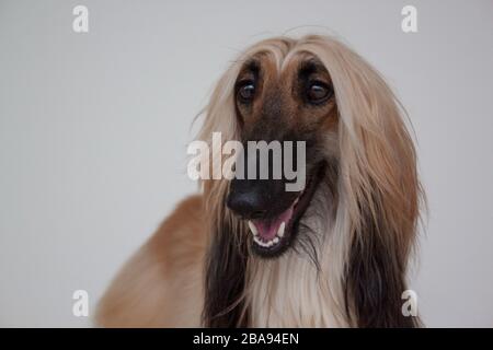 greyhound oriental ou greyhound persan gros plan. Chien afghan isolé sur fond gris. Animaux de compagnie. Banque D'Images