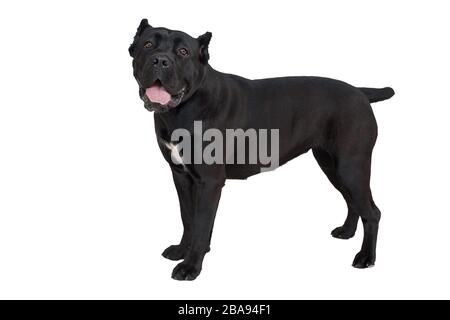 Canne corso italiano isolée sur un fond blanc. Mastiff italien. Animaux de compagnie. Gros plan. Banque D'Images