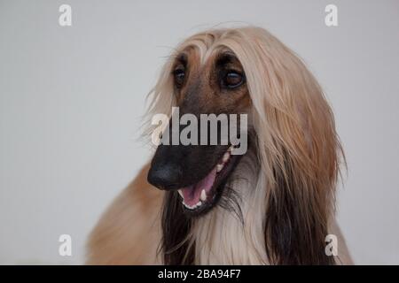 Mignonne chien afghan isolé sur fond gris. greyhound oriental ou greyhound persan. Animaux de compagnie. Banque D'Images