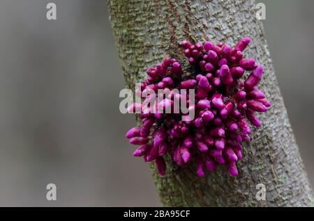 Est du Redbud, Cersis canadensis, fleurs Banque D'Images