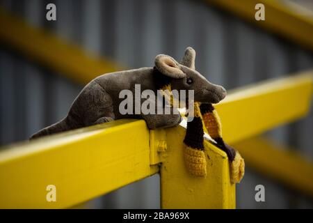 Vue générale d'un jouet tendre Sutton United pendant le jeu Banque D'Images