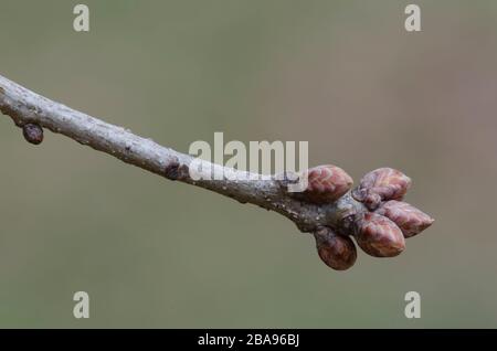 Post Oak, Quercus stellata, bourgeons Banque D'Images