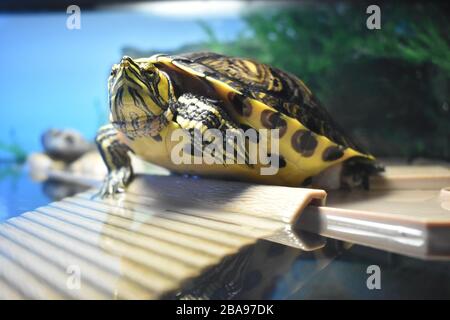 Basking de tortues à l'Aquarium Banque D'Images