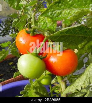Magnifique bouquet de tomates fraîches qui pousse sur une casserole. Jardinage de terrasse Banque D'Images