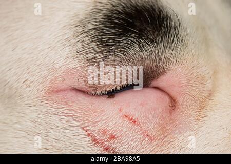 gros plan photo d'un chien avec entropion Banque D'Images