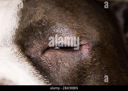 gros plan photo d'un chien avec entropion Banque D'Images