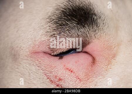 gros plan photo d'un chien avec entropion Banque D'Images