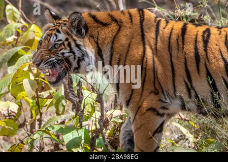 Inde, Madhya Pradesh, parc national de Bandhavgarh. Jeune tigre du Bengale (SAUVAGE: Panthera tigris) espèce en voie de disparition. Banque D'Images