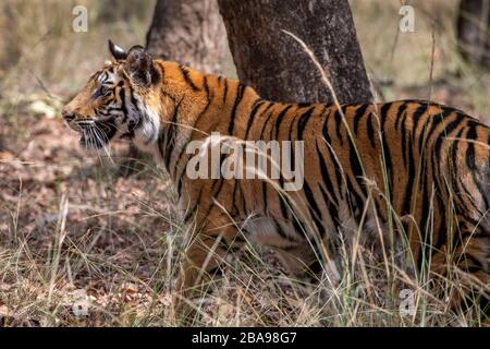 Inde, Madhya Pradesh, parc national de Bandhavgarh. Jeune tigre du Bengale (SAUVAGE: Panthera tigris) espèce en voie de disparition. Banque D'Images