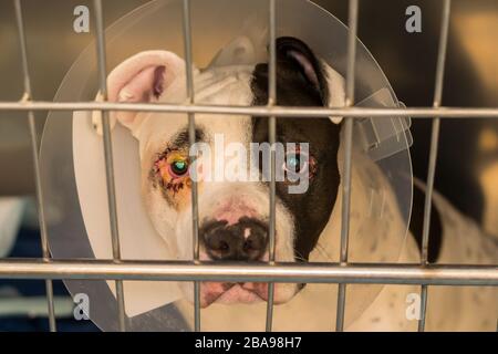 photo rapprochée d'un chien avec entropion dans une cage métallique à la clinique vétérinaire Banque D'Images