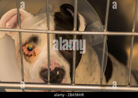 photo rapprochée d'un chien avec entropion dans une cage métallique à la clinique vétérinaire Banque D'Images