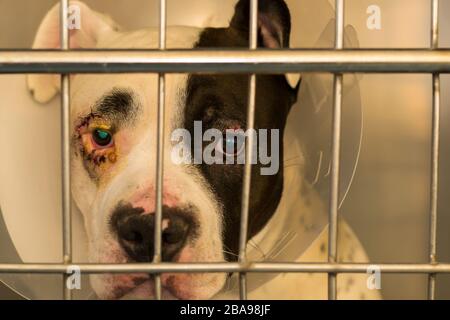 photo rapprochée d'un chien avec entropion dans une cage métallique à la clinique vétérinaire Banque D'Images