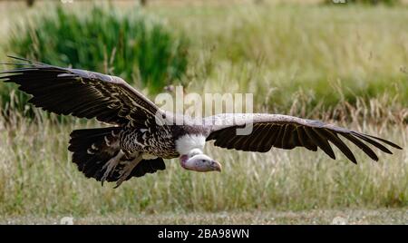 Griffon Vautour volant arrivant sur terre Banque D'Images