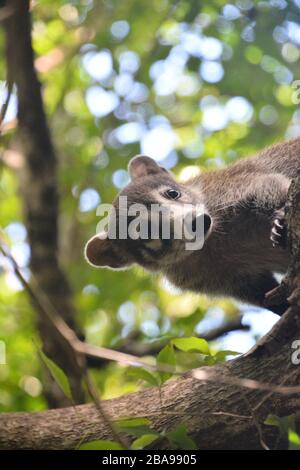 Petit spécimen de coati escalade des arbres 4 Banque D'Images