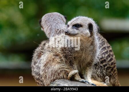 groupe de meerkat assis sur le journal Banque D'Images