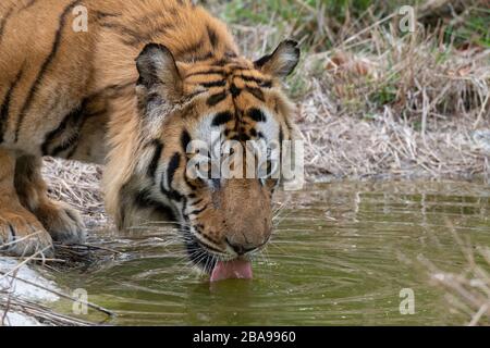 Inde, Madhya Pradesh, parc national de Bandhavgarh. Tigre du Bengale mâle mûr à l'étang de l'eau (SAUVAGE: Panthera tigris) espèces en voie de disparition. Banque D'Images