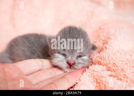 Le chaton écossais gris du nouveau-né se trouve sur une couverture rose. Gros plan Banque D'Images