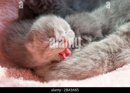 Petit chaton gris. Gros plan. Fond rose. Tongue rose de chat écossais Banque D'Images