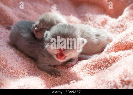 Petit chaton gris. Gros plan. Fond rose. Tongue rose de chat écossais Banque D'Images