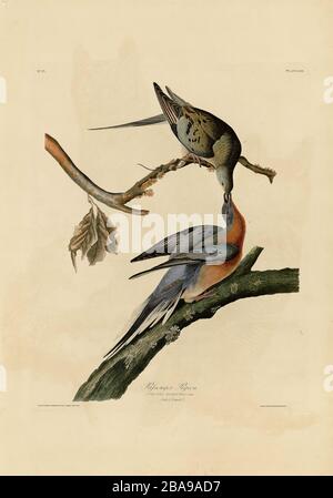 Assiette 62 pigeon de passagers du folio Birds of America (1827–1839) de John James Audubon - image éditée de très haute résolution et de qualité Banque D'Images