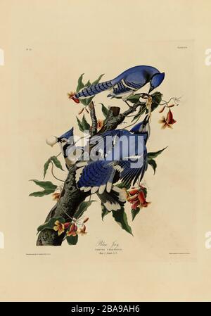 Plaque 102 Blue Jay du folio Birds of America (1827–1839) de John James Audubon - image éditée de très haute résolution et de qualité Banque D'Images