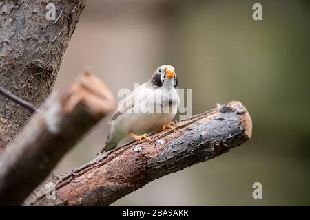 Portrait d'une zébrée femelle sauvage perchée sur une branche Banque D'Images