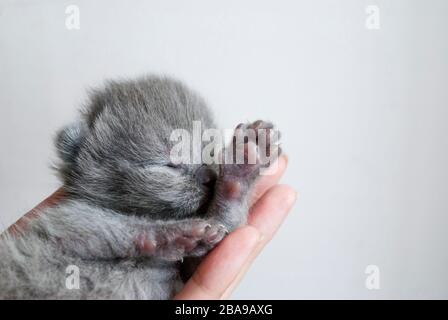 Gris nuit, petit, chaton dans la paume de votre main. Gros plan.fond clair Banque D'Images