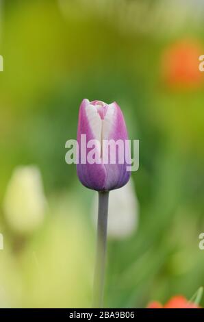 Purpe tulipe bordée de teintes de blanc crémeux. Variété tulipe Fontainebleau Banque D'Images